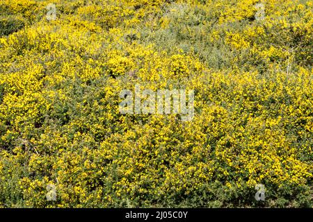 Gorse in fiore a Norfolk durante marzo. Foto Stock