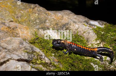 Primo piano di una salamandra (Salamandra salamandra) che striscia sulla roccia con la muschio Foto Stock