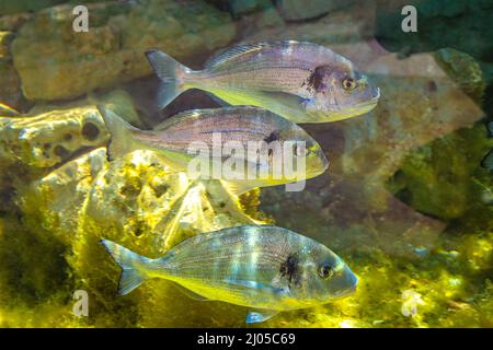 L'orata, detta anche Orata, nome latino Sparus aurata, gruppo di pesci galleggianti. Foto Stock
