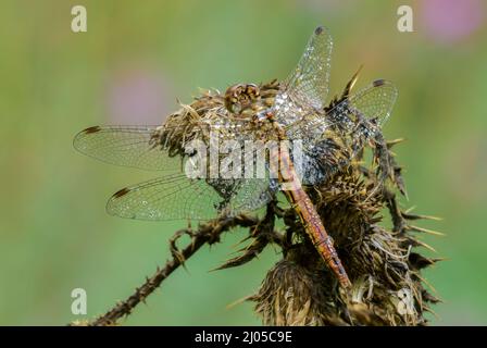 Dragonfly vagrante più darter seduto su un fiore di cardo secco nel prato. Con gocce d'acqua sulle ali, rugiada del mattino. Sfondo sfocato, spazio di copia Foto Stock