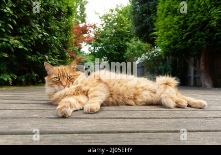 Primo piano di un gatto zenzero che giace sul patio in legno in un giardino, Regno Unito. Foto Stock