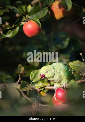 Primo piano di un Parakeet con collo ad anello che mangia mele in un albero di mele, Regno Unito. Foto Stock