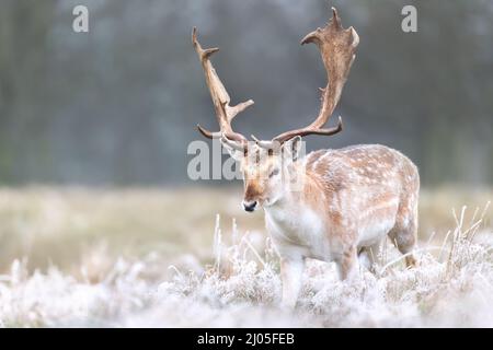 Primo piano di un cervo gelido in una giornata invernale gelida, Regno Unito. Foto Stock