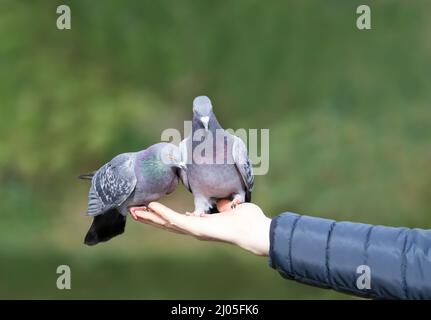 Primo piano di un piccioni ferali che si nutrono da una mano in un parco, Regno Unito. Foto Stock