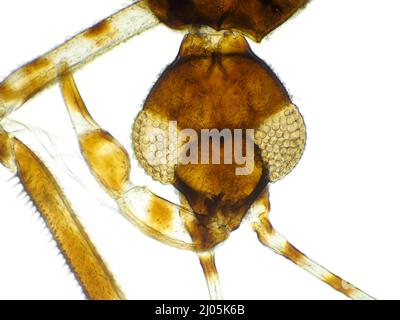 Piccolo bug assassino a zampe di filo (Emesinae) sotto il microscopio, il campo di vista orizzontale è di circa 1,2mm Foto Stock