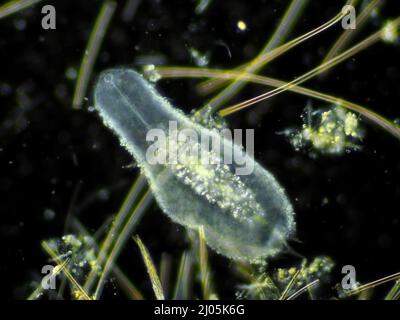 Gastrotrich (circa 0,16mm in lunghezza) da un campione di acqua dolce al microscopio Foto Stock