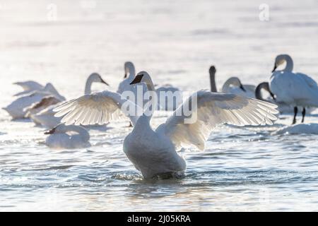 Cigni trombettieri (Cygnus buccinator) che allungano le ali, fiume St Croix, Inverno, MN, USA, Di Dominique Braud/Dembinsky Photo Assoc Foto Stock
