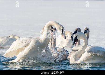 Cigni trombettieri (Cygnus buccinator) che interagiscono sul fiume di St. Croix, Inverno, WI, USA, di Dominique Braud/Dembinsky Photo Assoc Foto Stock