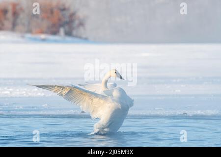 Cigni Cynnus buccinator) che allungano le ali, fiume St Croix, Inverno, WI, USA, Di Dominique Braud/Dembinsky Photo Assoc Foto Stock