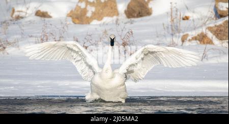 Cigno trombettiere (Cygnus buccinator) che stretching ali, fiume St Croix, Inverno, WI, USA, Di Dominique Braud/Dembinsky Photo Assoc Foto Stock