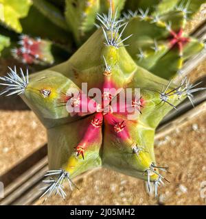 Macro scatto della vista dall'alto del cactus senita (Lophocereus schottii) Foto Stock