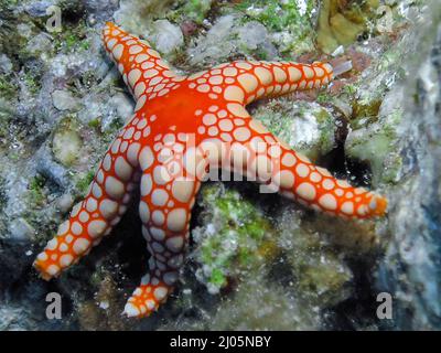 Una stella del Mar delle Perle (Fromia monilis) nel Mar Rosso, Egitto Foto Stock