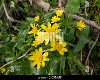 Ficaria verna (ex Ranunculus ficaria L.), conosciuta come Lesser Celandine o Pilewort nel Regno Unito. In Nord America, è noto come la tazza di Buttercup di Fig. Foto Stock