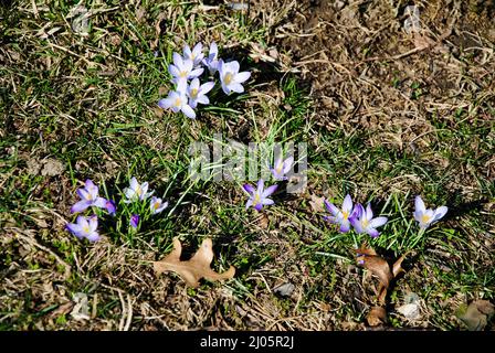 Mini crocus sono i primi segni di primavera nel nord-est Ohio, Stati Uniti Foto Stock