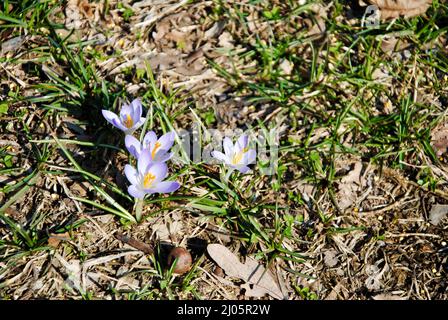 Mini crocus sono i primi segni di primavera nel nord-est Ohio, Stati Uniti Foto Stock