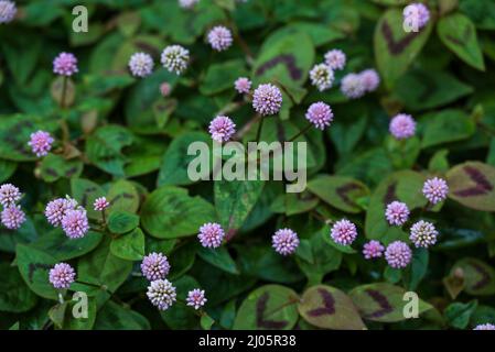 Primo piano di un gruppo di pericaria rosa annodata o rosa (Persicaria capitata), adatto come sfondo naturale, Madeira, Portogallo Foto Stock