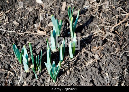 I primi segni di primavera nel nord-est dell'Ohio, USA Foto Stock