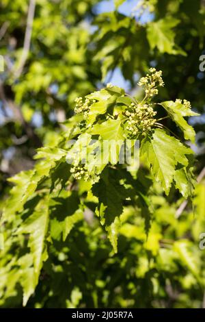 Acer tataricum subsp. Ginnala primo piano in primavera. Foto Stock