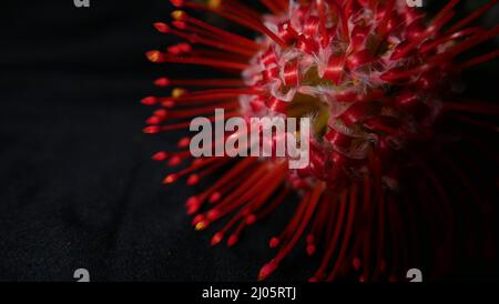 Primo piano di un fiore protea rosso brillante su sfondo scuro Foto Stock