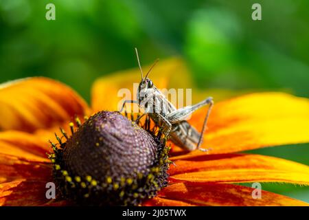 grasshopper che riposa sul fiore di rudbeckia in giardino Foto Stock