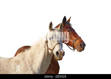 Due cavalli - baia e grigio isolato su sfondo bianco. Foto Stock