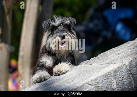 Un cane illuminato dal sole della razza Schnauzer Standard appoggiata sul marciapiede e guarda avanti. Foto Stock