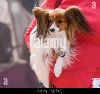 Papillon cane siede nelle braccia di una donna in una giacca rossa. Foto Stock