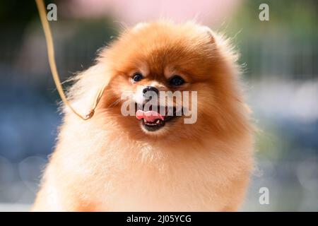 Un cane Pomeraniano soleggiato su un guinzaglio sporge la sua lingua. Foto Stock