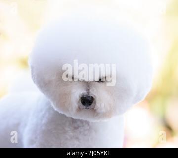 Ritratto di un cane bianco Bichon Frize. Foto Stock