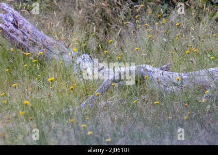 vecchio ramo di albero morto che si posa in un campo di dente di leone Foto Stock