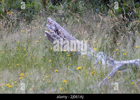 vecchio ramo di albero morto che si posa in un campo di dente di leone Foto Stock