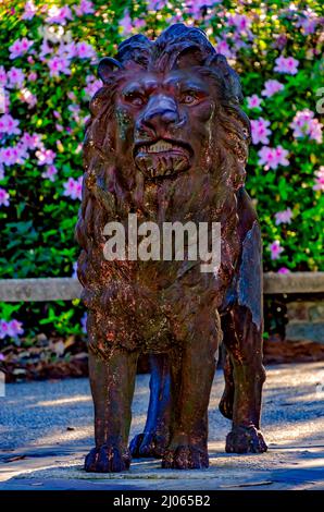 Le azalee indiane del sud (Rhododendron) fioriscono dietro una statua del leone a Lion Overlook in Bellingrath Gardens, 4 marzo 2022, a Theodore, Alabama. Foto Stock