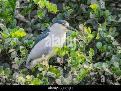 Una nightheron incoronata nera seduta in un cespuglio di mangrovie lungo il bordo di una palude di everglades. Foto Stock