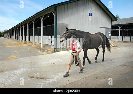 Cavalli e recinzioni in Lexington Kentucky KY Foto Stock