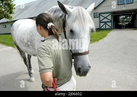 Cavalli e recinzioni in Lexington Kentucky KY Foto Stock