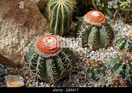 Cactus sul giardino (Melocactus zehntneri), Rio de Janeiro Foto Stock