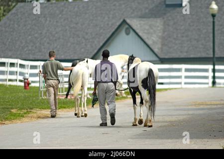 I Grooms che camminano i cavalli e le recinzioni in Lexington Kentucky KY Foto Stock