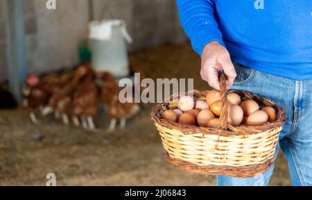 Primo piano di cestino di vimini pieno di uova di pollo appena raccolte in mano di uomo anziano in piedi in casa. Foto Stock