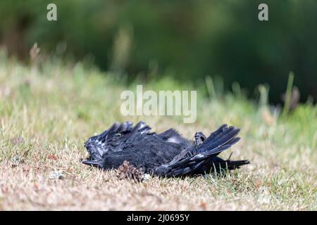 corvo morto che giace sul prato estivo asciutto Foto Stock