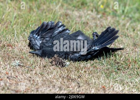 triste corvo morto che giace sul prato estivo Foto Stock