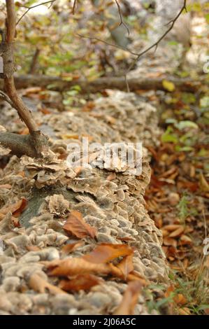 Un fungo coperto albero caduto Foto Stock