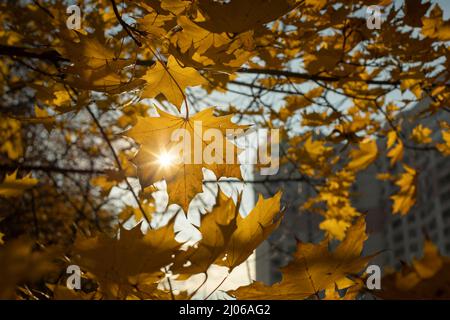 Il sole splende attraverso la volpe d'acero. Colori autunnali. Le foglie di acero si sono trasformate in giallo. Atmosfera autunnale nella natura. Foto Stock