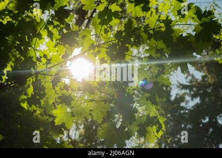 Il sole splende attraverso le foglie. Sfondo naturale freschezza estiva delle piante. Sole luminoso nella foresta. L'acero lascia nella luce. Foto Stock