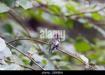 piccolo uccello humming con testa rosa arroccato su un ramo Foto Stock