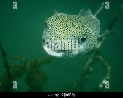 Primo piano di un pesce porcupino (Diodontidae) che nuota intorno a un naufragio a Bocas del Toro, Panama Foto Stock