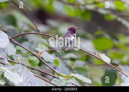 piccolo uccello humming con testa rosa arroccato su un ramo Foto Stock