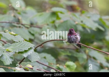 piccolo uccello humming con testa rosa arroccato su un ramo Foto Stock