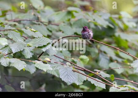 piccolo uccello humming con testa rosa arroccato su un ramo Foto Stock