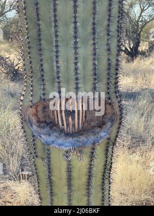 Buca in un Cactus di Saguaro, all'interno costolette che mostrano. Foto Stock