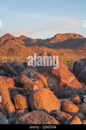 Antichi petroglifi su Signal Hill a Tucson Foto Stock